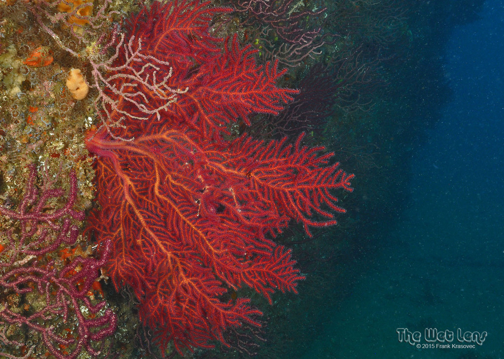 Regal Sea Fan