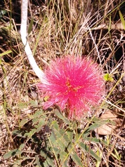 Calliandra dysantha