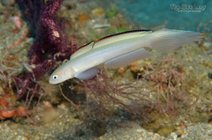 Blue Dartfish photo 2