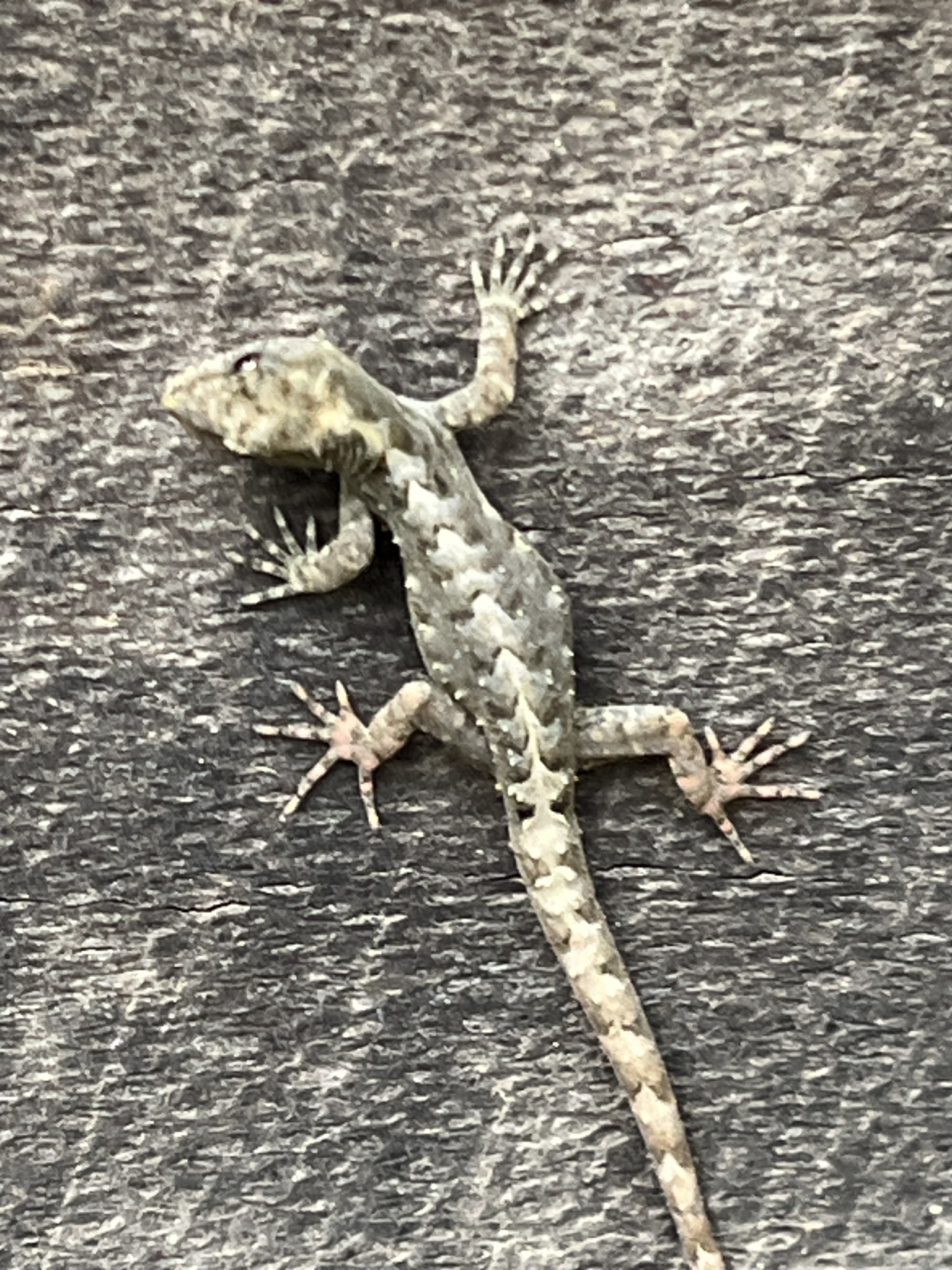 Tanzania Gecko, Ancylodactylus uzungwae