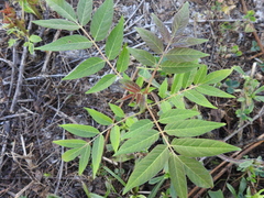 Ailanthus altissima