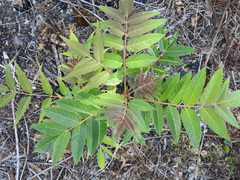 Ailanthus altissima