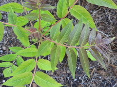 Ailanthus altissima