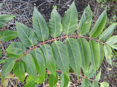 Ailanthus altissima