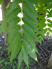 Ailanthus altissima