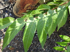 Ailanthus altissima