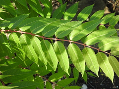 Ailanthus altissima