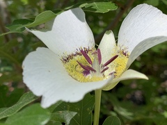Calochortus ambiguus