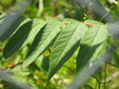 Ailanthus altissima