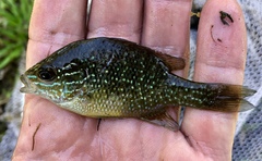 Lepomis marginatus