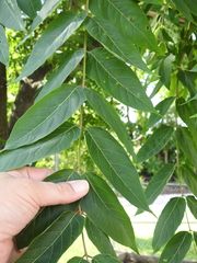 Ailanthus altissima