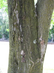 Ailanthus altissima