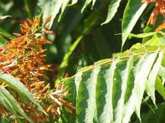 Ailanthus altissima