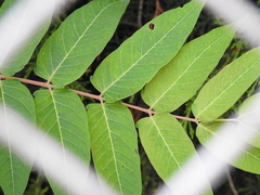 Ailanthus altissima