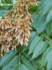 Ailanthus altissima