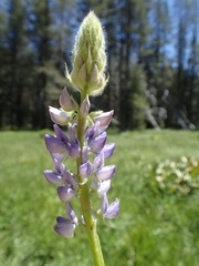 Lupinus burkei