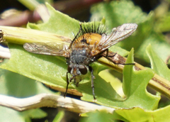 Protodejeania echinata