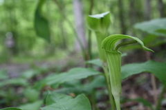 Arisaema quinatum