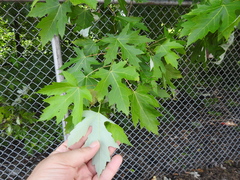 Acer saccharinum