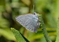 Satyrium sylvinus dryope