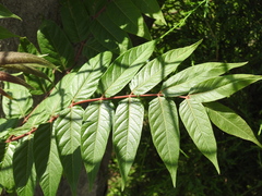 Ailanthus altissima