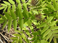 Ailanthus altissima