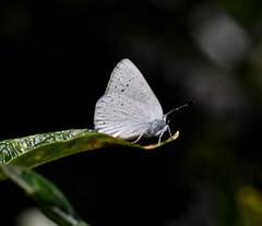 Satyrium sylvinus dryope