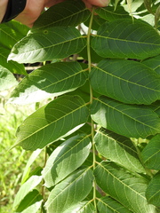 Ailanthus altissima