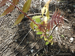 Ailanthus altissima