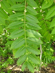 Ailanthus altissima