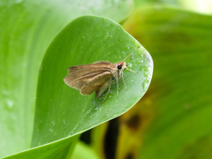 Synapte pecta