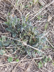 Polemonium foliosissimum