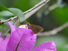 Synapte pecta