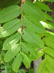 Ailanthus altissima