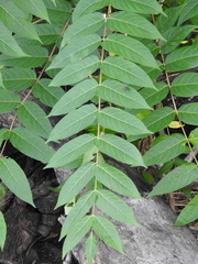 Ailanthus altissima
