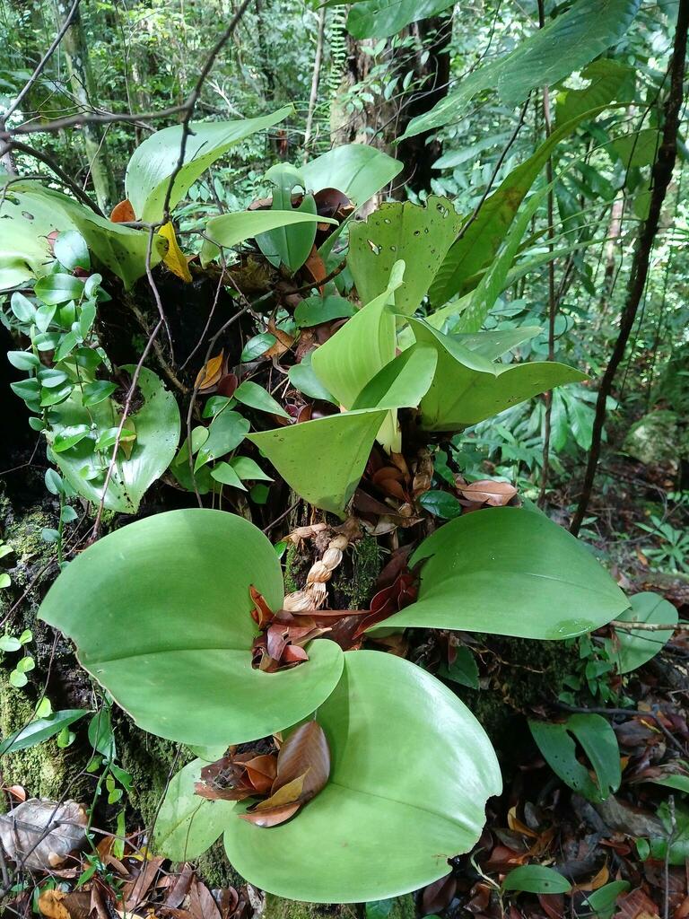 Bulbophyllum beccarii