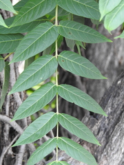 Ailanthus altissima
