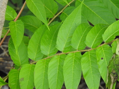Ailanthus altissima