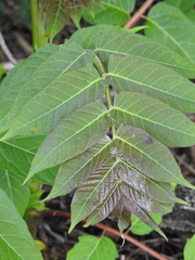 Ailanthus altissima