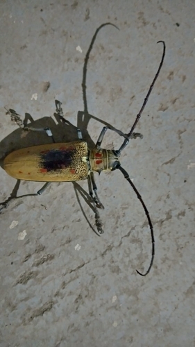 Mango-tree Longicorn Borer