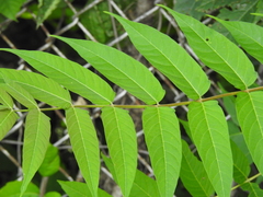 Ailanthus altissima