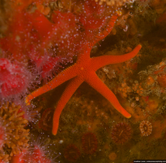 Henricia leviuscula