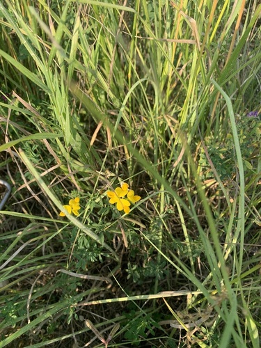 bird's-foot trefoil