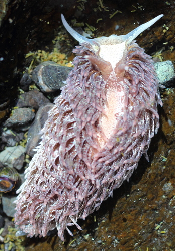 Aeolidia papillosa