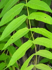 Ailanthus altissima