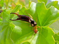 Forficula smyrnensis