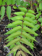 Ailanthus altissima