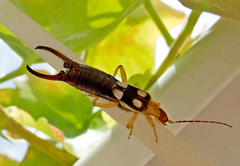 Forficula smyrnensis