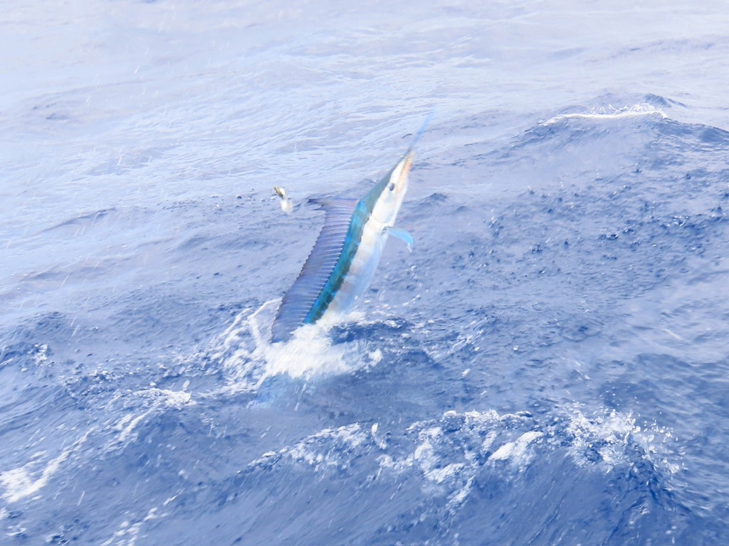 Longbill Spearfish