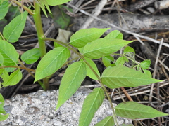 Ailanthus altissima